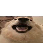 Me when dog