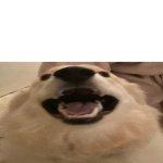 Dog Me When