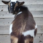 Goat Butt
