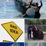 Funny | NOBODY WAS BORN TO TRAIN KILLER WHALES. THERE'S NO PROPHECY TALKING ABOUT START A GRIZZLY BEAR PETTING ZOO OR SWIMMING WITH GREAT WHITE SHARKS AND CROCODILES. THAT'S ON NOBODY'S HOROSCOPE... HAHAHAHAHAHA 😂 | image tagged in funny,horoscope,animal,prophecy,bad idea,job | made w/ Imgflip meme maker