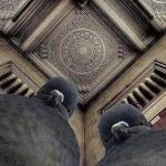 Judging Pigeons