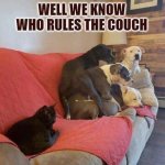 Cat takes all the couch, dogs squeezed to the side