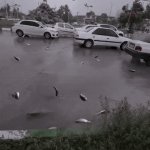 It's Raining Fish | image tagged in gifs,it's raining fish | made w/ Imgflip video-to-gif maker