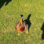 Sunglasses Duck