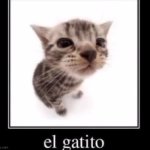 Upvote for el gatito | image tagged in el gatito,funny,demotivationals,memes,cats | made w/ Imgflip meme maker