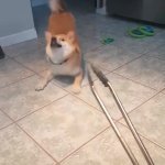 Dog and Tongs