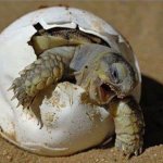 Turtle Hatch Angry