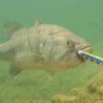 bass with a party blower