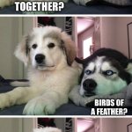 Dad joke time! | WHAT KIND OF
BIRDS STICK
TOGETHER? BIRDS OF A FEATHER? VELCROWS! OOF | image tagged in bad pun dogs | made w/ Imgflip meme maker