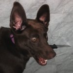 dog wif knief
