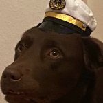 Concerned Captain Dog