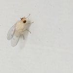 White fly