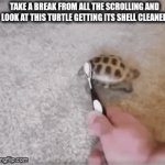 turtle | TAKE A BREAK FROM ALL THE SCROLLING AND LOOK AT THIS TURTLE GETTING ITS SHELL CLEANED | image tagged in gifs,turtle,memes | made w/ Imgflip video-to-gif maker