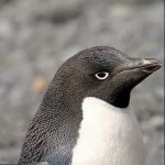 penguin side eye