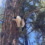 Cat stuck in tree