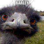 Barley the emu | BARLEY | image tagged in emu face,emu,memes,barley | made w/ Imgflip meme maker