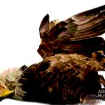 Aguila muerta acostada