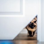 Cat hole