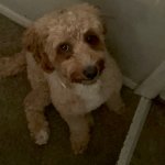 Stupid dog