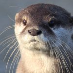 Otter