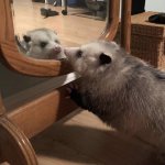 MIRROR POSSUM