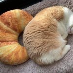 Cat and croissant