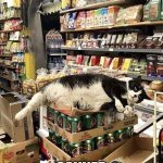 Catnip | CATNIP; CANNED | image tagged in catnip | made w/ Imgflip meme maker