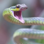 Snek :3 | UPVOTE FOR SNEK; OR DON’T I LITERALLY CAN’T MAKE YOU DO ANYTHING | image tagged in shocked snek,upvotes,memes,funny,comedy,why are you reading the tags | made w/ Imgflip meme maker