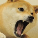 Doge mad