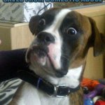 Dogs are the best | EVERY UPVOTE = FOUR DOGS SAVED FROM DOMESTIC ABUSE | image tagged in blankie the shocked dog | made w/ Imgflip meme maker