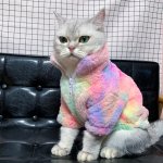 rainbowcat