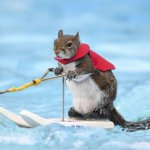 Skiing Squirrels 2024