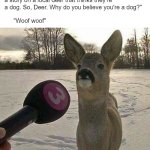 Oh deer, we have a cute case of confusion. | "I'm here with channel 3 news, chasing a story on a local deer that thinks they're a dog. So, Deer. Why do you believe you're a dog?"; "Woof woof" | image tagged in deer interviewed,memes,deer | made w/ Imgflip meme maker