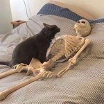 Cat screaming at skeleton