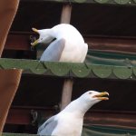Inhaling seagull reverse