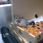 Bakery possum Meme Generator - Imgflip