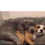 Dogs cuddling