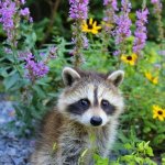 Raccoon with Wild Flowers