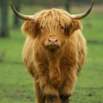 Highland Cow | I NEED A BELL; THESE HORNS AREN'T WORKING | image tagged in highland cow | made w/ Imgflip meme maker