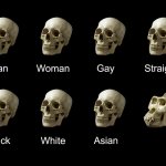 skull comparison
