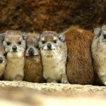 Hyrax Comparison