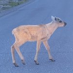 Baby Caribou