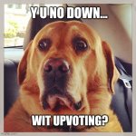 I shud reely | Y U NO DOWN... WIT UPVOTING? | image tagged in worried dog | made w/ Imgflip meme maker