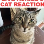 Live Asriel's Cat Reaction meme