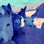 Blue Donkeys