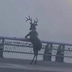 Oh deer meme