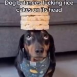 Dog balances rice cakes on its head meme