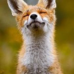 Relaxed fox