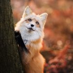 Thinking fox
