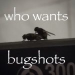 who wants bugshots